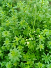 Galium mollugo