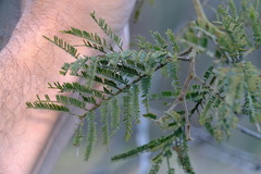 Acacia mearnsii