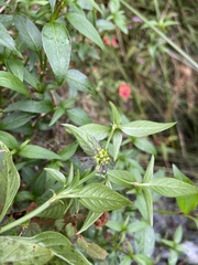 Opercularia volubilis