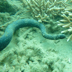 Emydocephalus annulatus