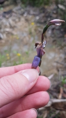 Thelymitra ixioides