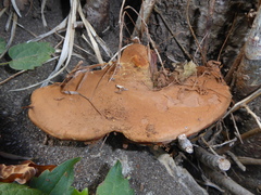 Ganoderma resinaceum