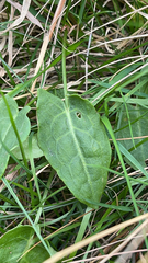 Rumex acetosa