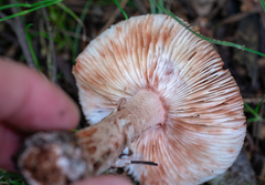 Amanita rubescens