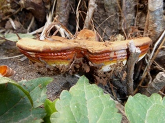 Ganoderma resinaceum