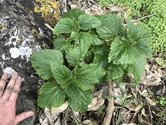 Urtica australis