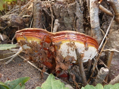 Ganoderma resinaceum