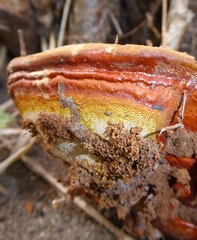 Ganoderma resinaceum