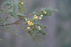Acacia mearnsii