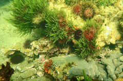 Nectocarcinus integrifrons