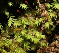 Fissidens taylorii