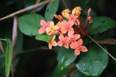 Ixora chinensis
