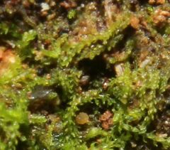 Cephaloziella