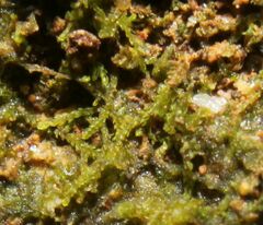 Cephaloziella