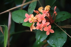 Ixora chinensis