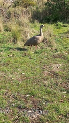 Cereopsis novaehollandiae