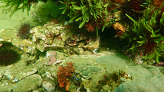 Nectocarcinus integrifrons
