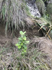 Olearia traversiorum