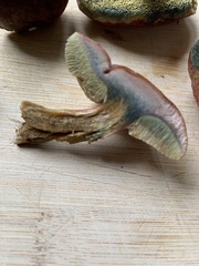 Xerocomellus pruinatus