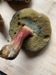 Xerocomellus pruinatus