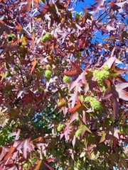 Liquidambar styraciflua