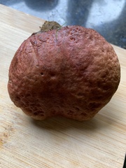 Xerocomellus pruinatus