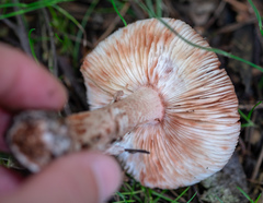 Amanita rubescens