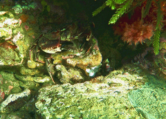 Nectocarcinus integrifrons