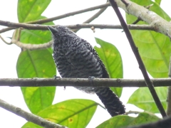 Thamnophilus multistriatus