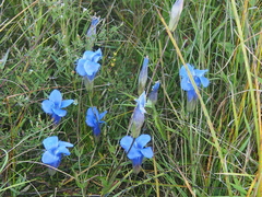 Gentianopsis virgata