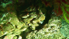 Nectocarcinus integrifrons