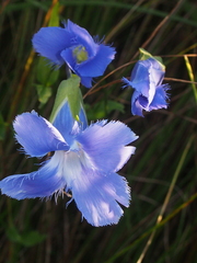 Gentianopsis virgata
