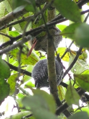 Thamnophilus multistriatus