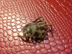Araneae
