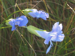 Gentianopsis virgata