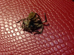 Araneae