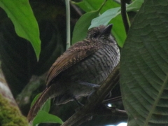 Thamnophilus multistriatus