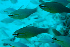 Ostorhinchus apogonoides