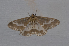 Pogonopygia pavida