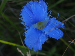 Gentianopsis virgata