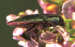 Melobasis obscurella