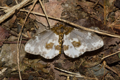 Abraxas amicula-illuminata