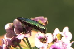 Melobasis obscurella