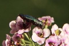 Melobasis obscurella