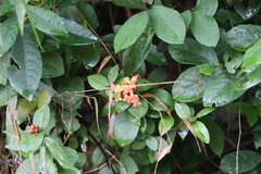 Ixora chinensis