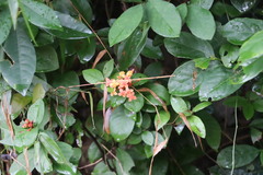 Ixora chinensis