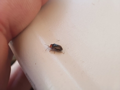 Geocoris erythrocephalus