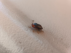 Geocoris erythrocephalus