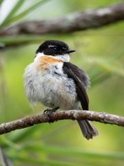 Saxicola tectes