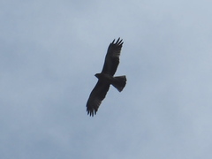 Hieraaetus morphnoides